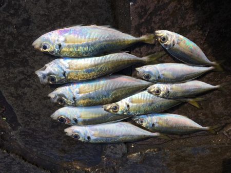 夜中にサビキ釣り